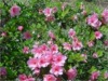 state wildflower--azalea