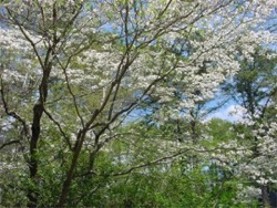 Dogwoods in Atlanta in the Spring:link to schools